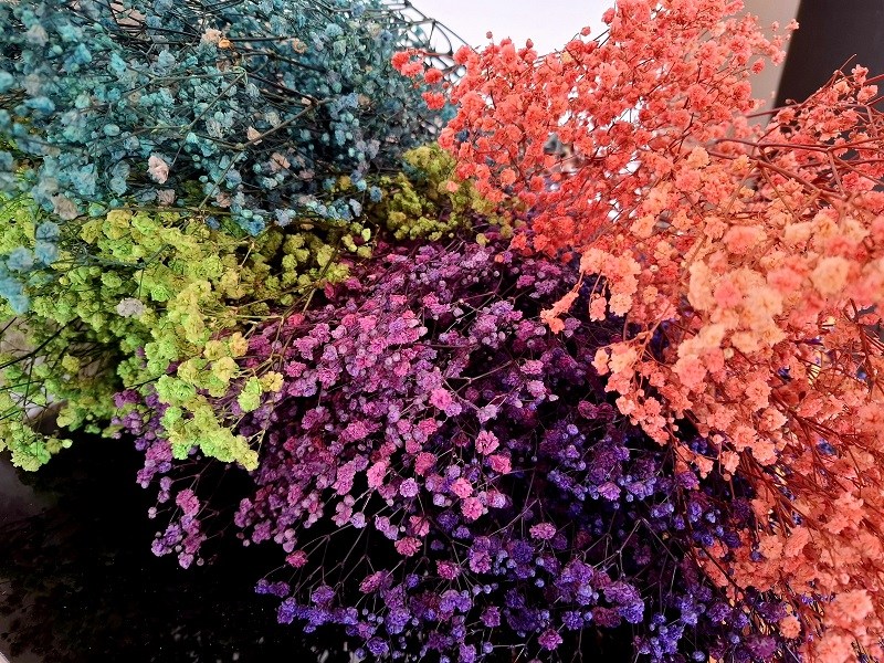 gypsophila vsetky farby3